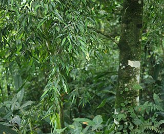 <i>Ficus celebensis</i> Species of plant in the family Moraceae