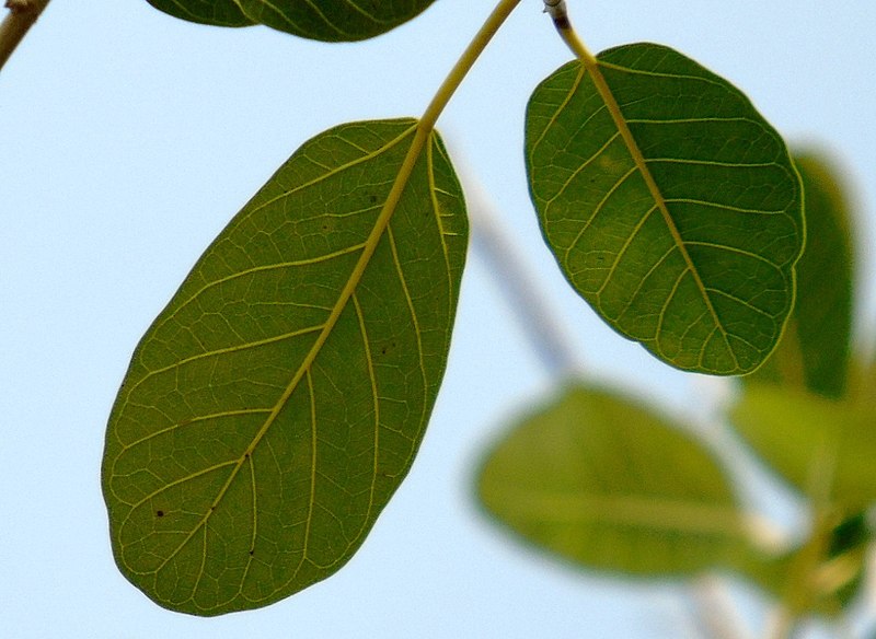 File:Ficus cotinifolia 5854342.jpg