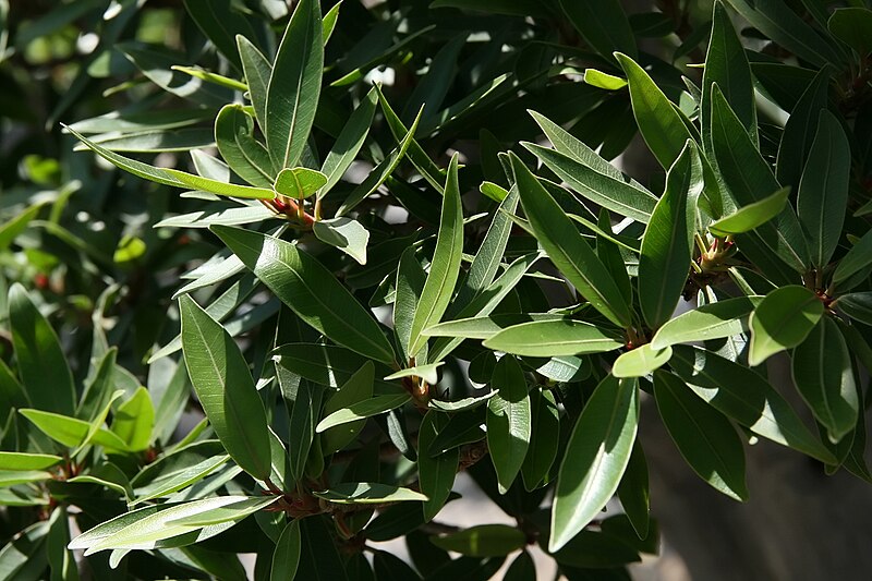 File:Ficus neriifolia 5zz.jpg