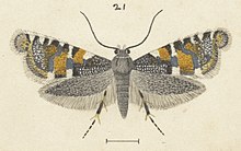 Fig 21 MA I437895 TePapa Plate-XXXIV-The-butterflies full (cropped).jpg