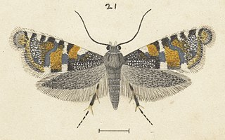 <i>Glyphipterix euastera</i> Species of moth