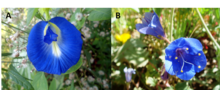 Flower of Clitoria ternatea (left) and Phacelia campanularia (right) Figure 3 A - flower of butterfly pea (Cliteria ternatea), B - flower of Phacelia campanularia.png