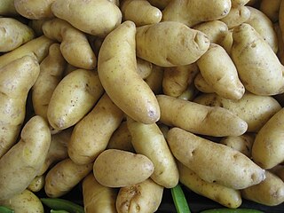 <span class="mw-page-title-main">Fingerling potato</span> Type of Potato