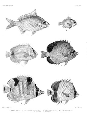 Описание изображения Рыбы Индии.  Атлас.  Табличка XXVI.jpg.