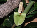 Fleur de Zamioculcas.JPG