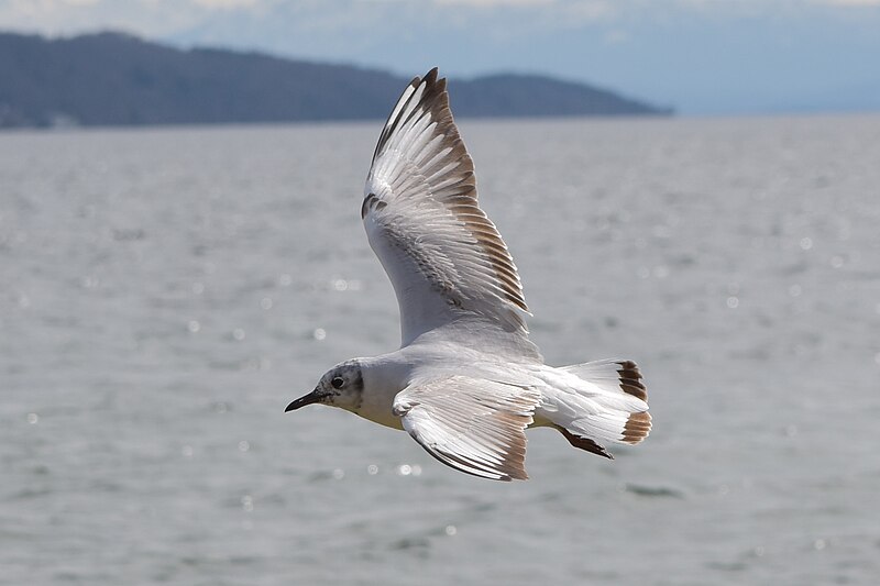 File:Fliegende Möve am Starnberger See (1).jpg