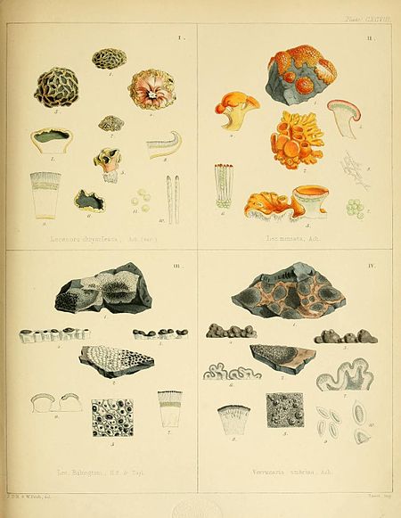 alt=Plate CXCVIII; Made up of four smaller images of Lichenes. Fig I: Lecanora chrysoleuca Ach. (var); Fig II: Lecanora miniata Ach.; Fig III: Lecanora Babingtoni H.f. & Tayl.; Fig IV: Verrucaria umbrina Ach.; J.D.H. & W. Fitch del.; Reeve imp.