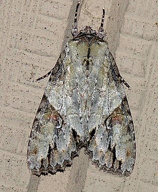 <i>Morrisonia latex</i> Species of moth