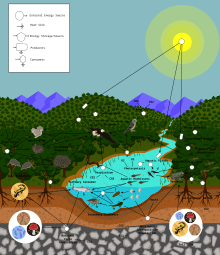 FoodWeb