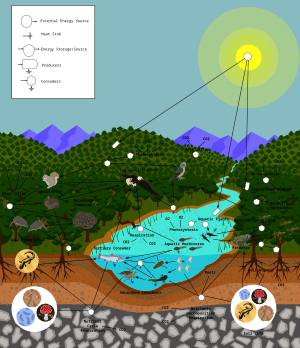 Mathematical models developed in theoretical ecology predict complex food webs can be less stable than simpler webs. FoodWeb.svg