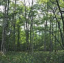 Arbres à feuilles larges