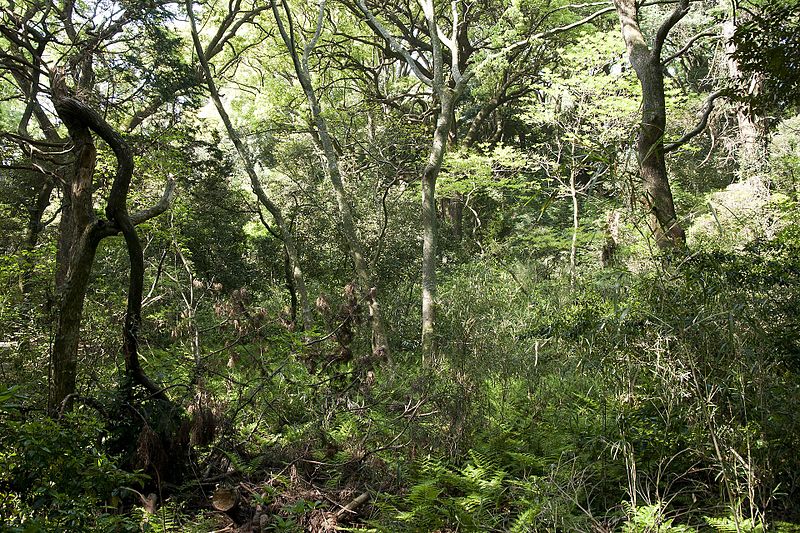 File:Forest in Manazuru Peninsula 08.jpg