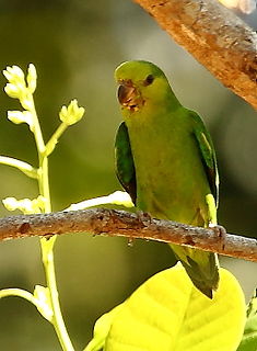 <span class="mw-page-title-main">Dusky-billed parrotlet</span> Species of bird