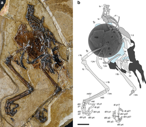 Fossil des Avimaia schweitzerae mit einem ungelegten Ei