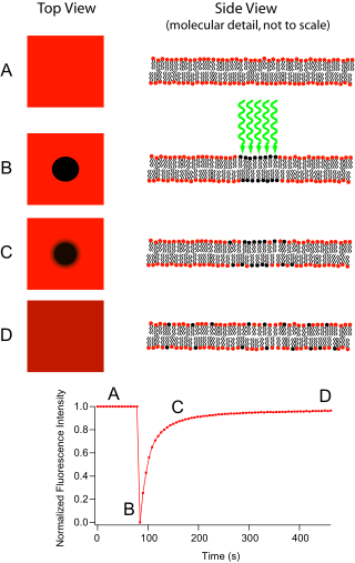 Principle of FRAP A) The bilayer is uniformly labeled with a fluorescent tag B) This label is selectively photobleached by a small (~30 micrometre) fast light pulse C) The intensity within this bleached area is monitored as the bleached dye diffuses out and new dye diffuses in D) Eventually uniform intensity is restored Frap diagram.svg