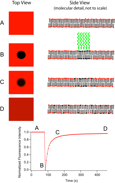 Fluorescence recovery after photobleaching