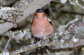 Pinzón vulgar (Fringilla coelebs) macho