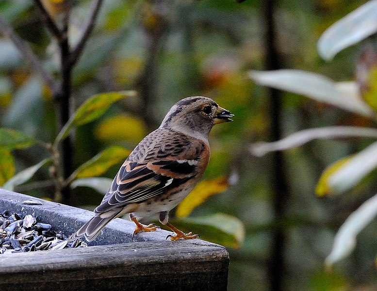 File:Fringilla montifringilla -England-8.jpg