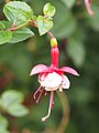 Fuchsia 'Jubilatka', Fuksja 'Jubilatka', 2020-07-18