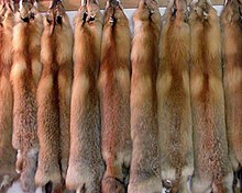 List of types of fur - Wikipedia