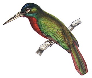 Blue-necked jacamar species of bird