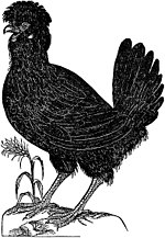Antiguo grabado de una gallina con una cresta de plumas