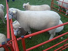 A Galway Ram at the Tullamore Show 2012 Galway (Breed of Sheep).JPG