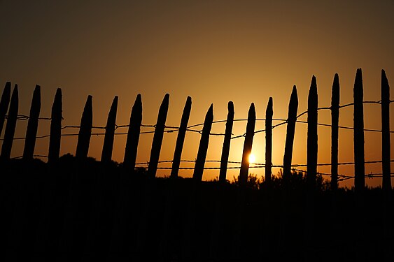 Ganivelle au soleil couchant