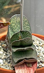 Miniatura para Gasteria disticha