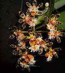 Gastrochilus calceolaris.jpg