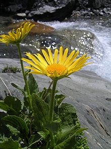 Gelbe Pflanze vor Wasserfall.jpg
