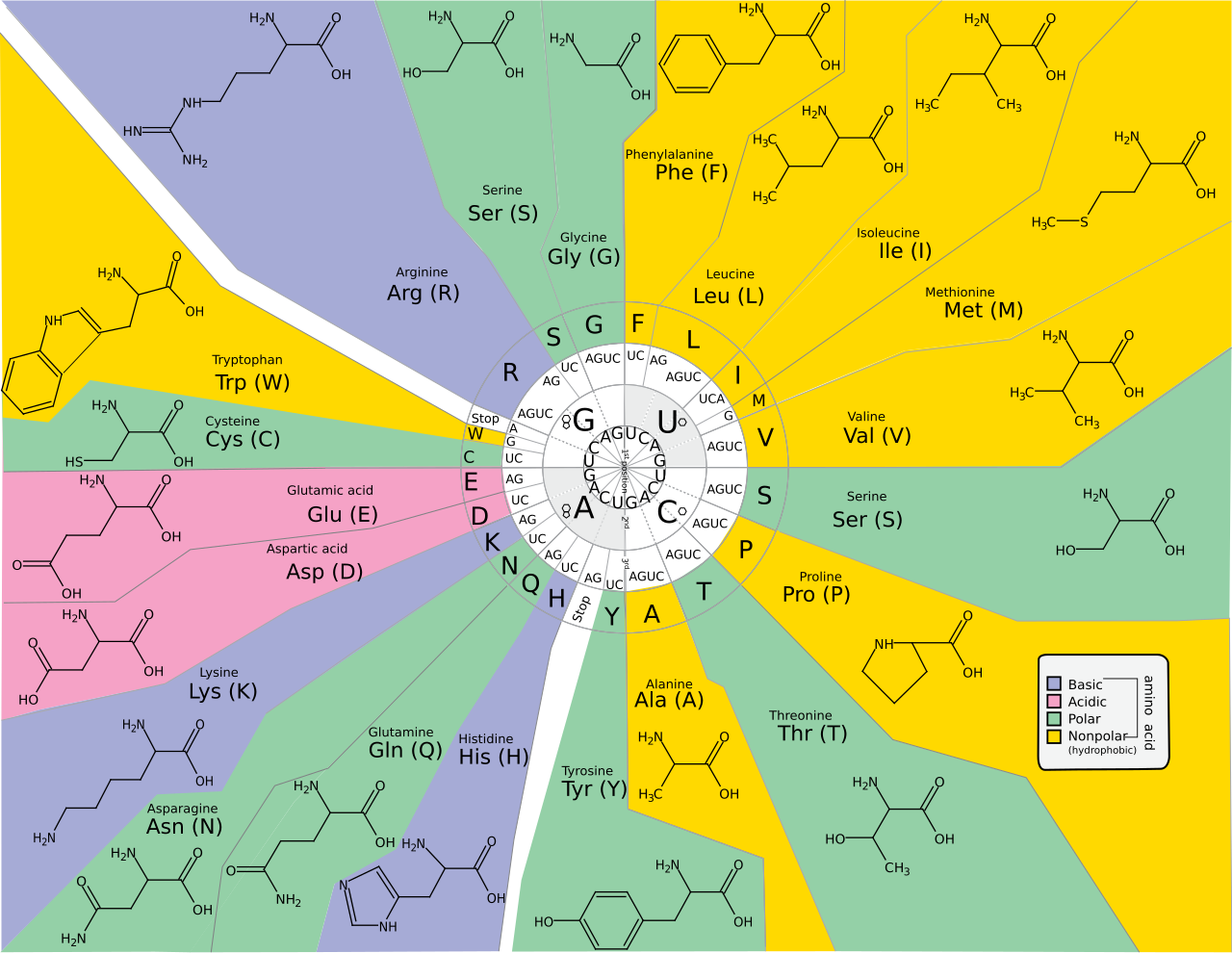 Ilustración del código genético similar a la anterior, solamente cambiando los nucleótidos (sustituye la Timina por Uracilo, al tratarse de ARN en lugar de ADN) y los aminoácidos, que presentan junto a su nombre un esquema de su estructura molecular, así como un código de colores dependiendo de sus características: En azul los aminoácidos básicos, en rosa los ácidos, en verde los polares y en amarillo los apolares.