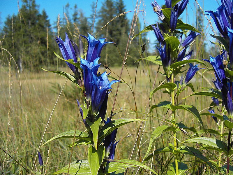 File:Gentiana asclepiadea 20050905.JPG