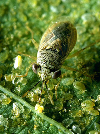 <i>Geocoris</i> Genus of true bugs