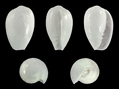 Gibberula lavalleeana, shell