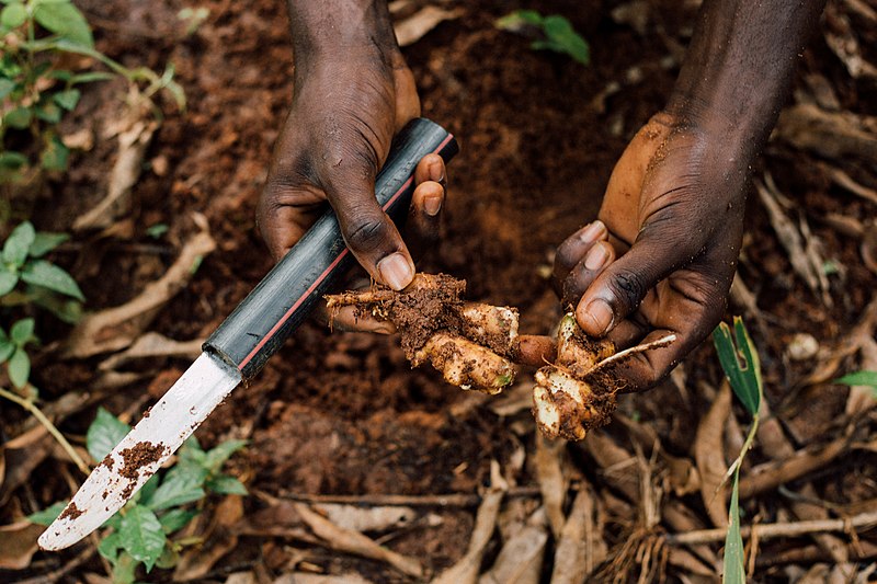 File:Ginger farming.jpg