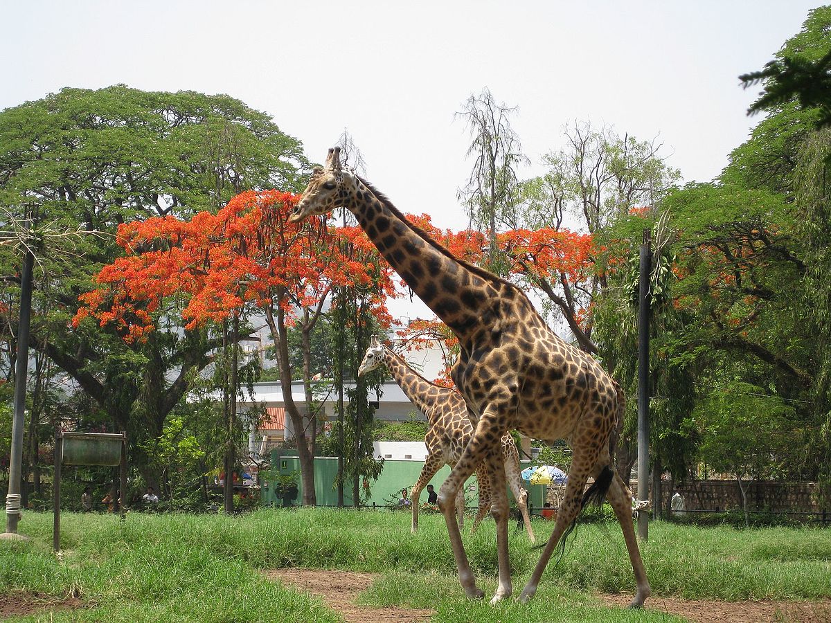 Mysore Zoo Wikipedia