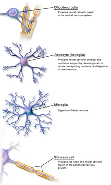 types of neuroglial cells