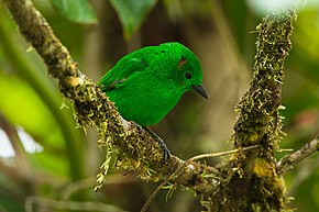 Beschrijving van Glinsterende groene Tanager - Colombia S4E4590 (22954505840) .jpg afbeelding.