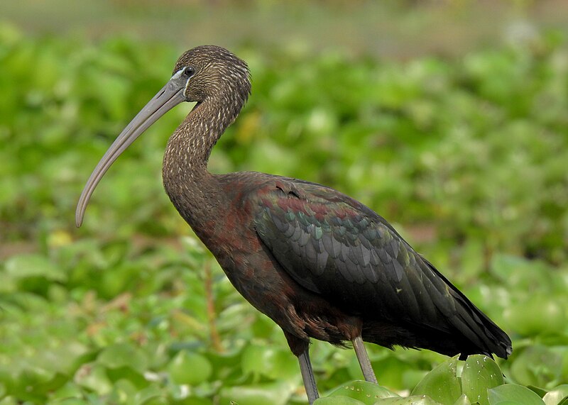 File:Glossy ibis 05.jpg