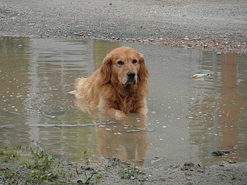 350px Golden Retriever in a puddle %28Barras%29