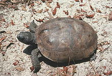 Tortue gaufrée (Gopherus poluphemus