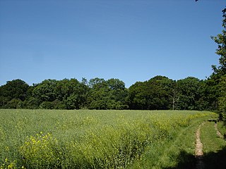 <span class="mw-page-title-main">Gosbeck Wood</span>