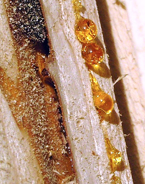 Wood resin, the source of amber