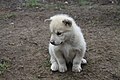   Puppy of Grønlandshund, Greenland