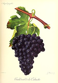 Grand Noir de la Calmette Variety of grape