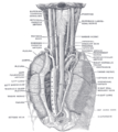 Spiserørets posisjon og relasjon i nakken og bakre mediastinum. Sett bakfra.