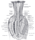 Thumbnail for Bronchial artery