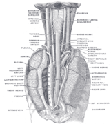 Qida borusunun boyun fəqərələri və posterior [13] mövqeyi və əlaqəsi. Arxadan görünüş.