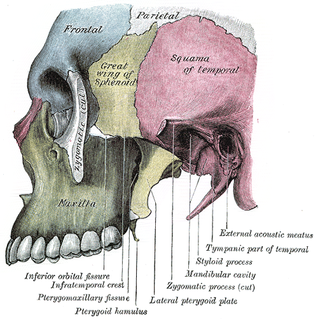 Maxilla upper jawbone formed from the fusion of two maxillary bones; includes the frontal portion of the palate of the mouth